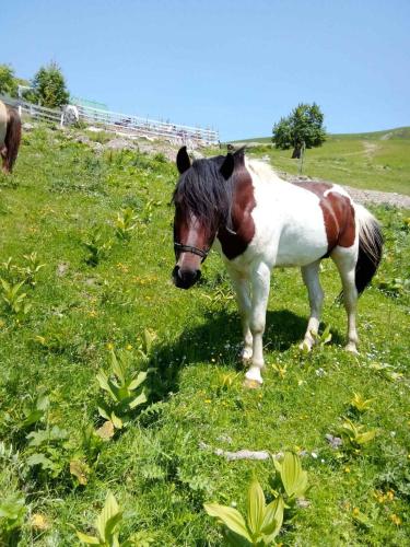 Horseback riding, Cottages Jasavic in Plav
