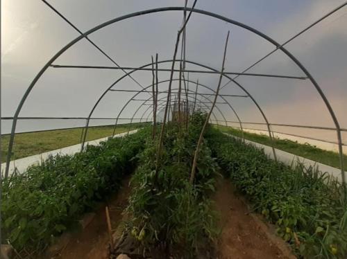 Cottages Jasavic in Plav