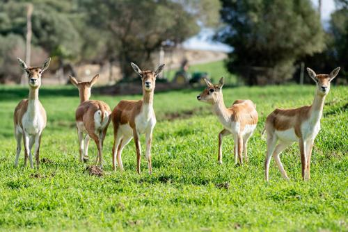 Apartamento Cortijo Rural Las Aves