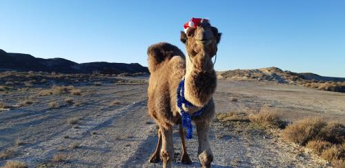 Hotel Cueva Tardienta Monegros-Adults Only - Tardienta