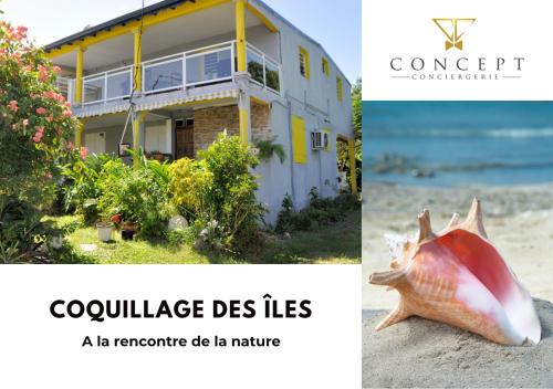 Coquillage des îles