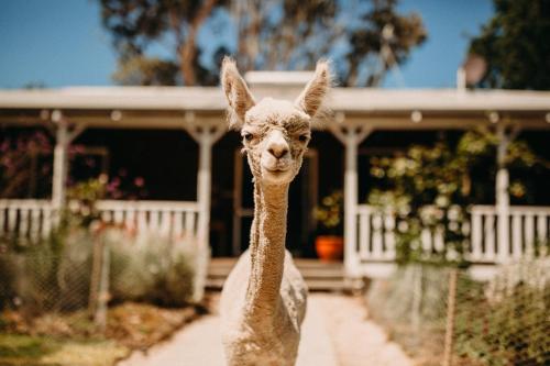 Margaret River Holiday Cottages - Prevelly
