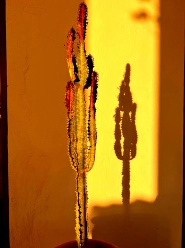 Terrasses vertes Terrasses vertes