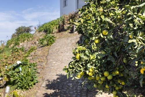 EK Teide Finca el Milagro