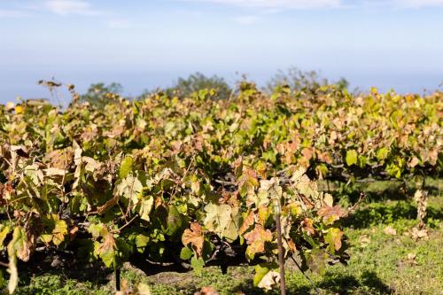 EK Teide Finca el Milagro