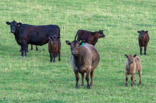 Carinya, Berrima, Southern Highlands, Berrima (Foto 6)