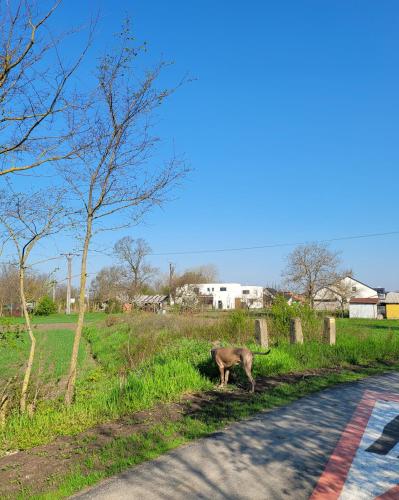 Apartmány Miromar - image 14