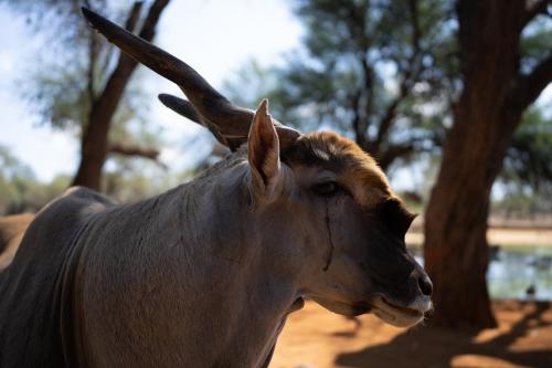 Omaruru Game Lodge photo 2