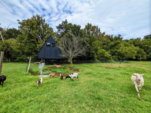 Walnut A Frame TreeHouse with Hammock on Farm and Large Community Barn - image 6
