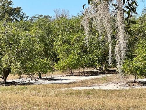The Signature Orange Grove Suite in Auburndale (Florida)