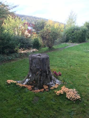 Idyllische Wohnung mitten in der Natur „ Haus Magnolia „ - Apartment - Fischbachtal