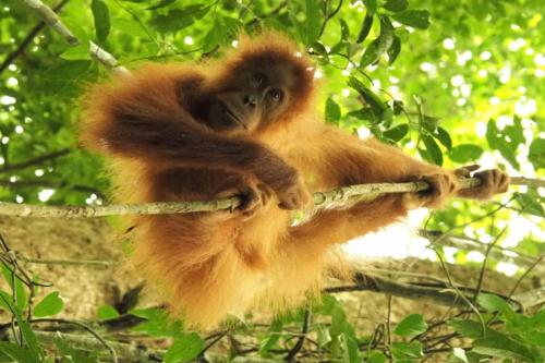 Sports and activities, JungleRiverHouse & JungleRiverResort in Bukit Lawang