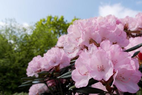 Hotel Blauer Fasan - main image