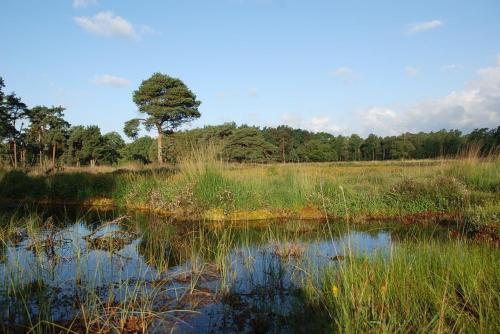 B&B Farmhouse De Loksheuvel - image 10