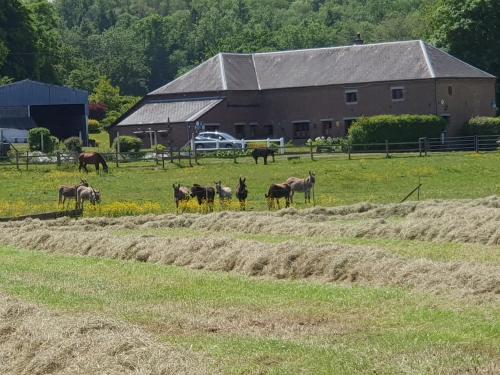 Les Mout'Anes chambre d'hôte Dompierre-sur-Helpe