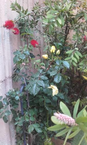 bambou house x Jardin calme centre-ville 4