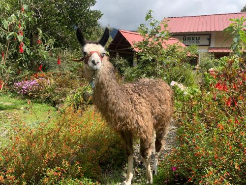 URKU ALLIPACHA Mountain Retreat w/ Organic Garden