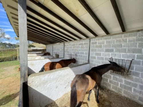 Finca con caballos para 10 personas en Envigado