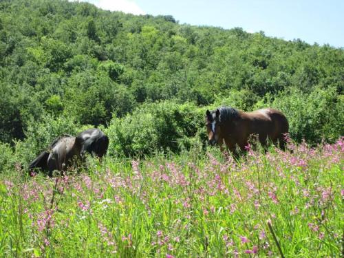 natura e relax nelle verdi colline emiliane