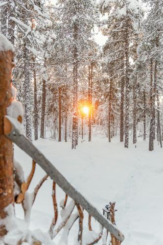 Cozy a-frame in the woods