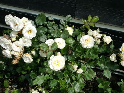 Bed & Breakfast De Koegang - image 10