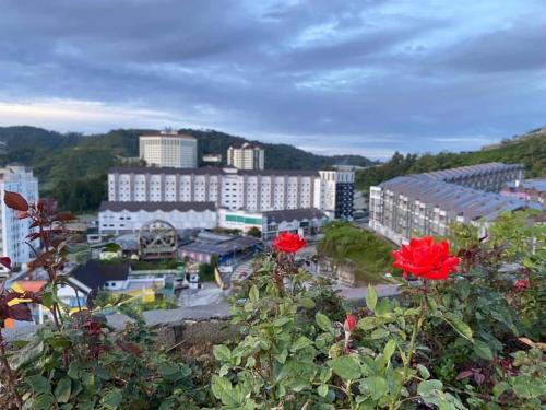 View, Cameron Highlands Blueberry Earth House near Sungai Palas BOH Tea Plantation