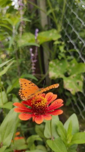 Garden, LA MAISON in Lozano