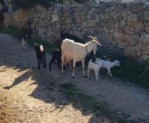 Damianakis Village Rethymno