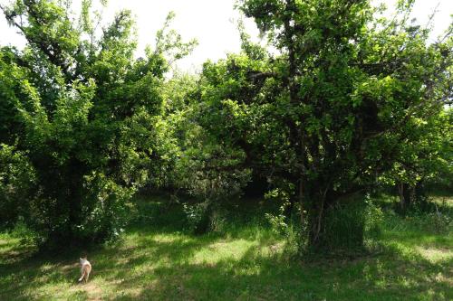 Ecoturismo Los Manzanos