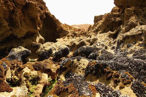 Dar Dielna Dar Dielna