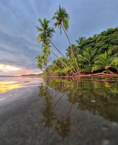 Flor de bambu in Uvita