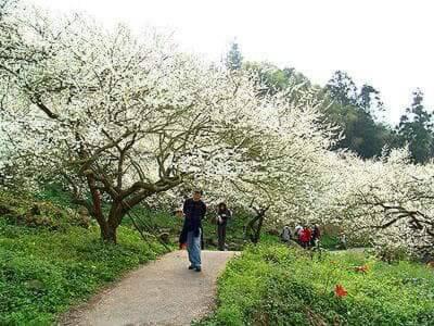 梅園小築民宿 (Plum Garden Homestay) in 池上鄉