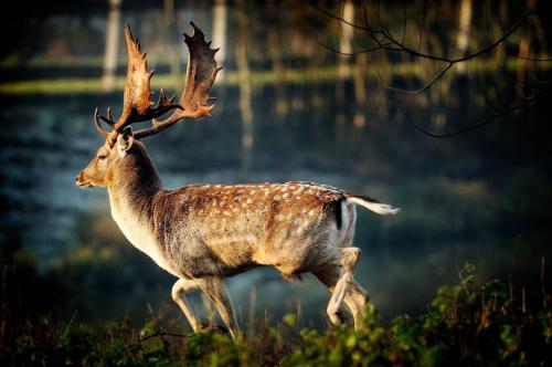 Penzion a restaurace U Nováků obrázok
