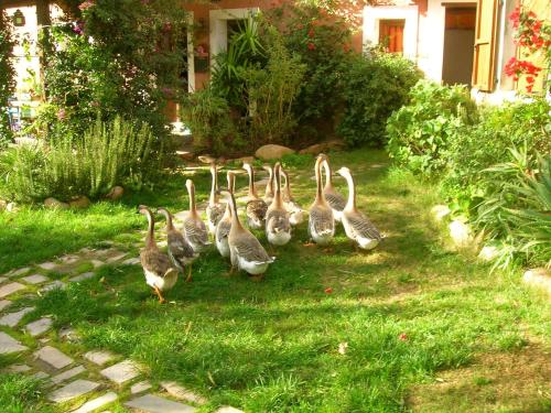 La Fattoria Delle Tartarughe - image 2