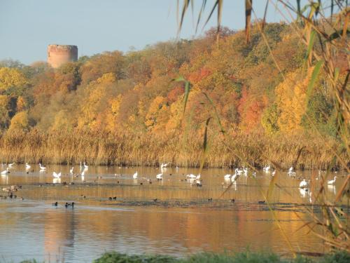 Apkārtne, Kranichruf in Schoneberg (Uckermark)