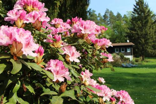 Ferienhaus Naturliebe 6000qm Parkgarten am Wald, umzäunt, Kamin, Sauna