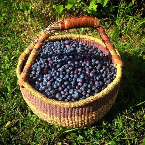  Agriturismo Il Mirtillo B,B in Pasturo