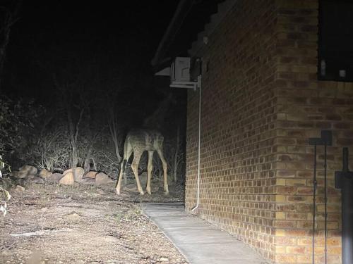 2998 On Olifant - Marloth Park