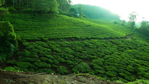 Munnar Valley View