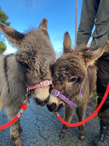 Unique Stay on an Alpaca Therapy Farm with Miniature Donkeys North Wales