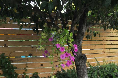 Hotel Lulishte - image 4