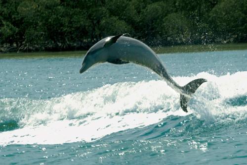 Coral Falls- Celeste Dr./Lely - image 8