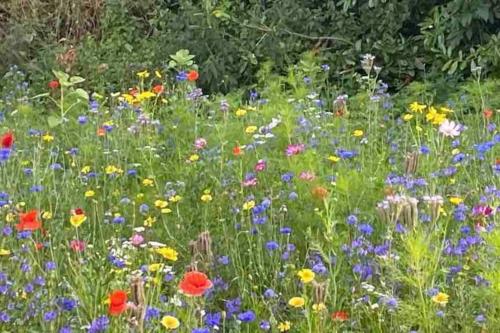 Wildflower Cottage