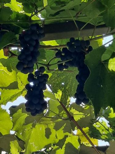 Wine & Art Lodge Jeruzalem, Лютомер (фото 10)