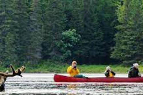 Dog friendly Muskoka. Fun from forest to river.