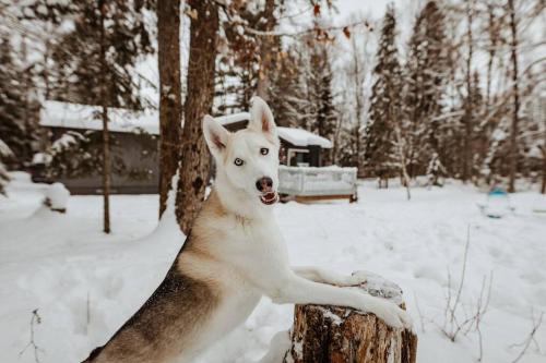 Dog friendly Muskoka. Fun from forest to river.