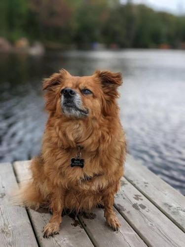 Dog friendly Muskoka. Fun from forest to river.