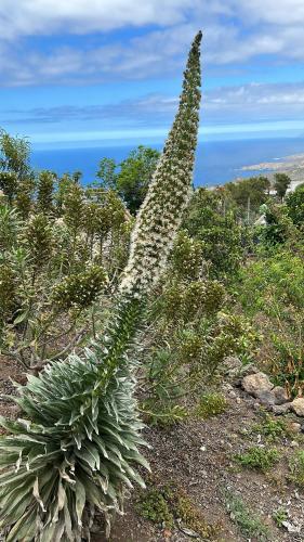 Casa La Oliva Casa La Oliva