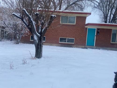 Red pine - image 12