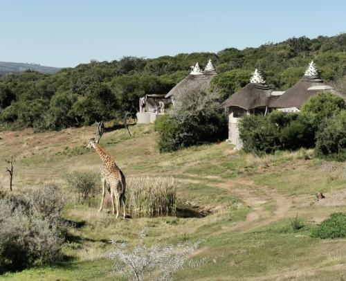 Safari Lodge - Amakhala Game Reserve